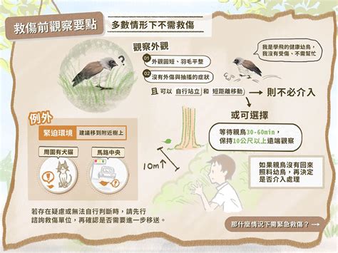 斑鳩幼鳥死亡|全國野鳥救傷諮詢&政府單位通訊錄 